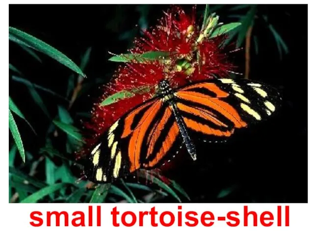 small tortoise-shell