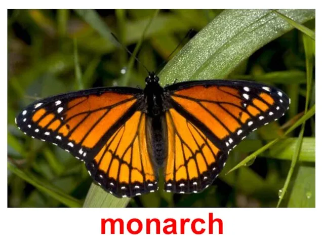 monarch