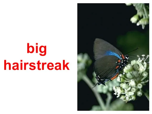 big hairstreak