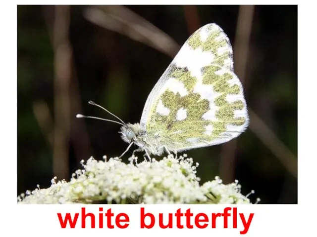 white butterfly