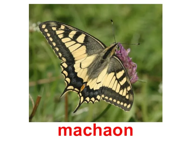 machaon