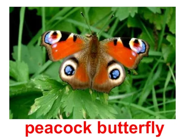 Павлиний глаз peacock butterfly