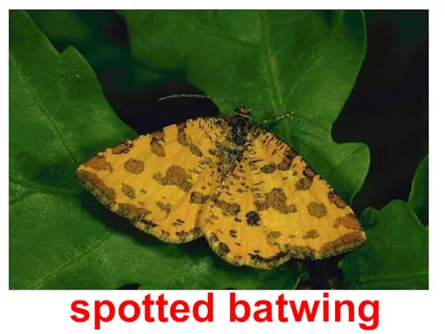 spotted batwing