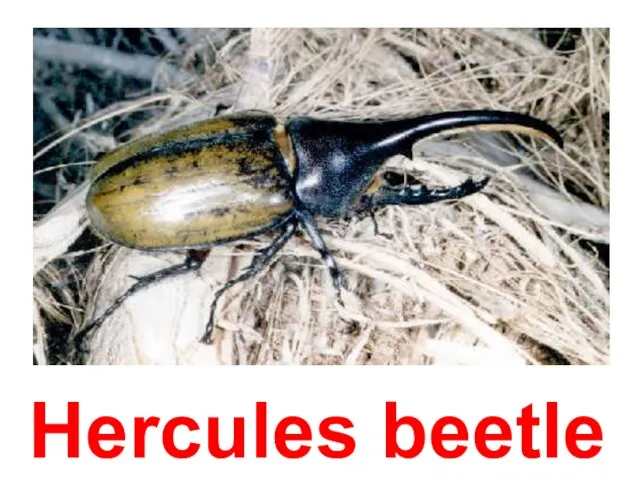 Hercules beetle