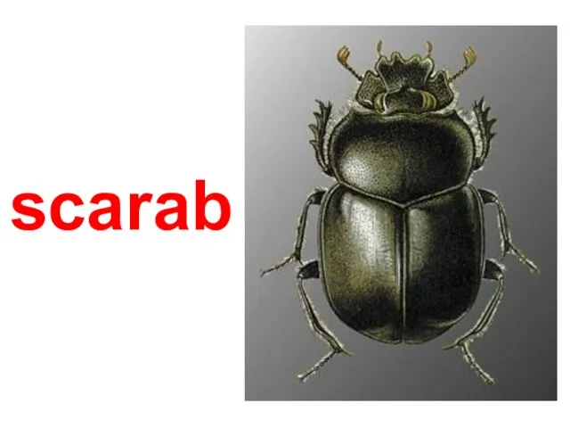 scarab