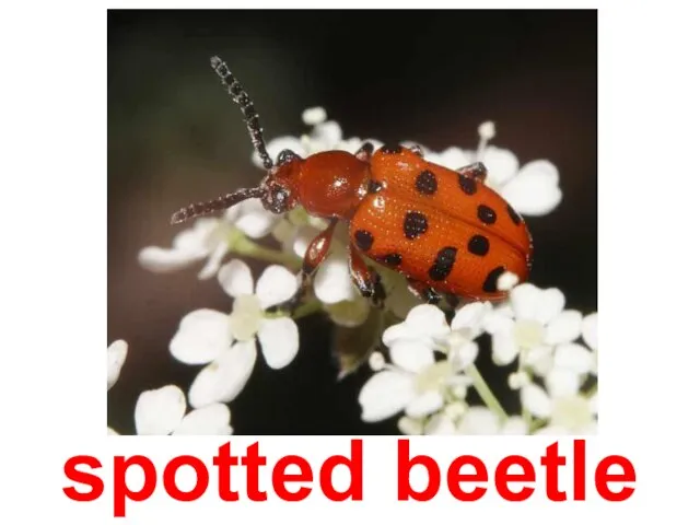 spotted beetle