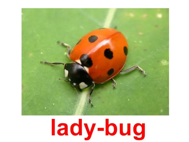 lady-bug