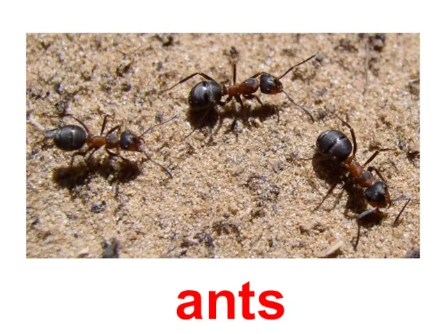 ants