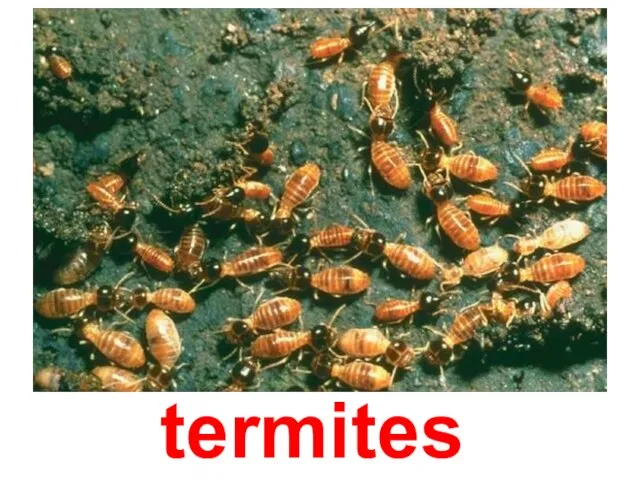 termites