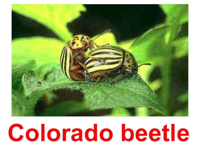 Colorado beetle