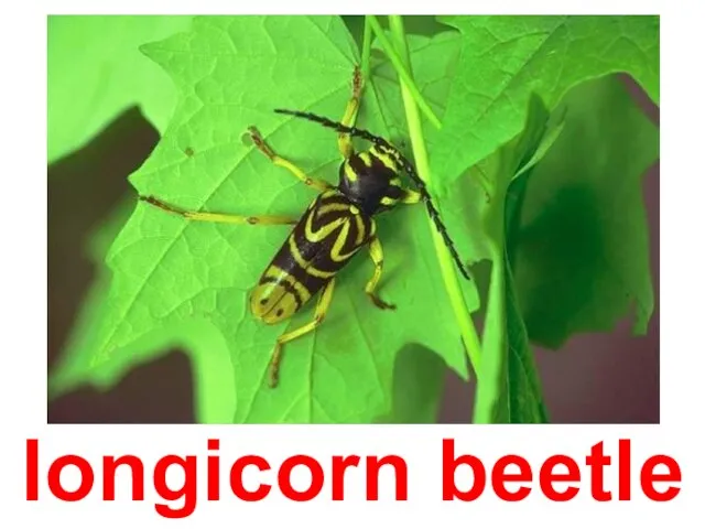 longicorn beetle