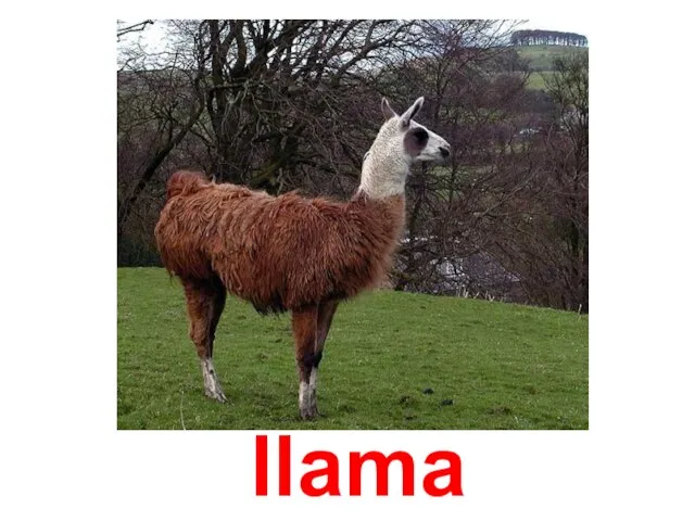 llama