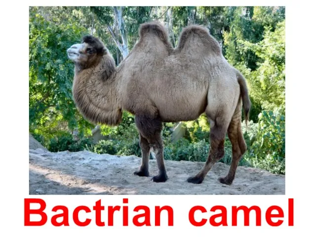 Bactrian camel