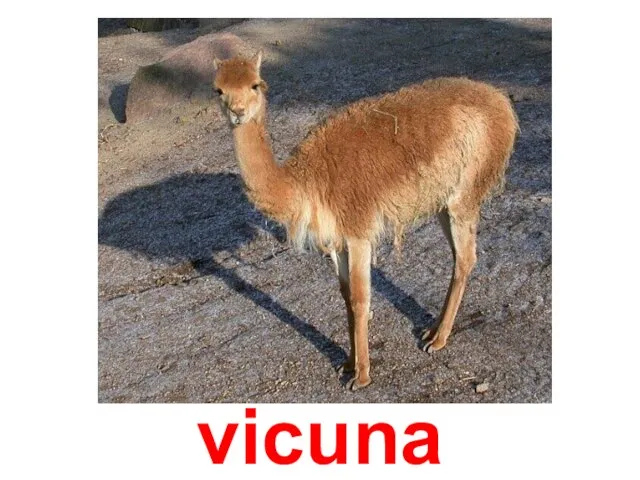 vicuna