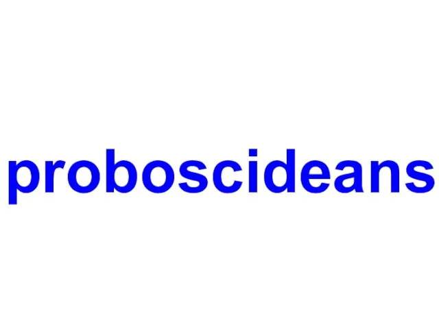 proboscideans