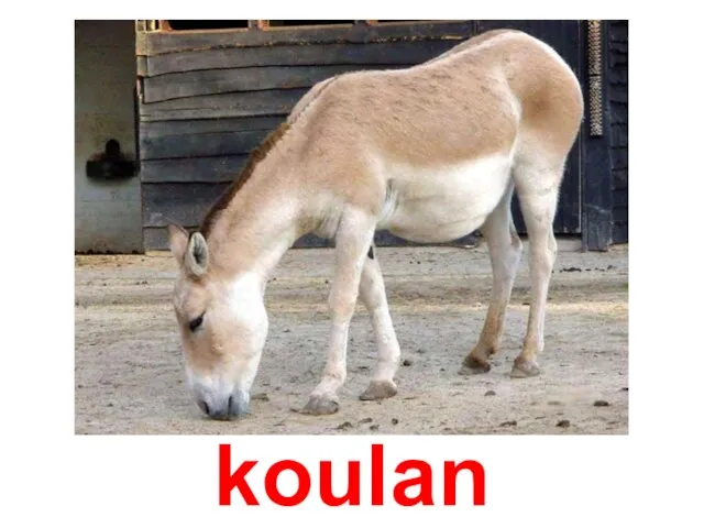 koulan