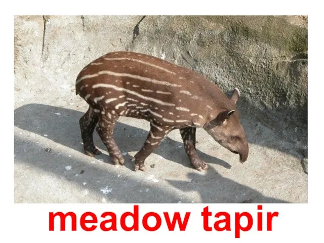 meadow tapir