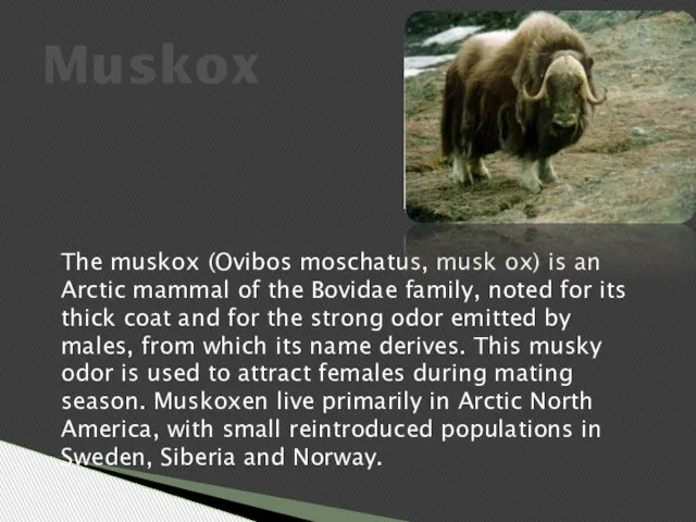 Muskox The muskox (Ovibos moschatus, musk ox) is an Arctic mammal of