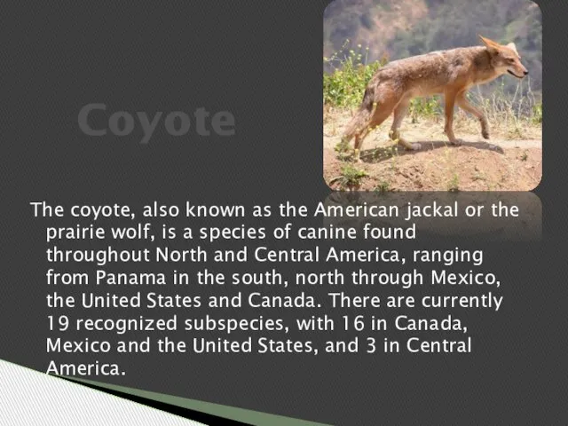 The coyote, also known as the American jackal or the prairie wolf,