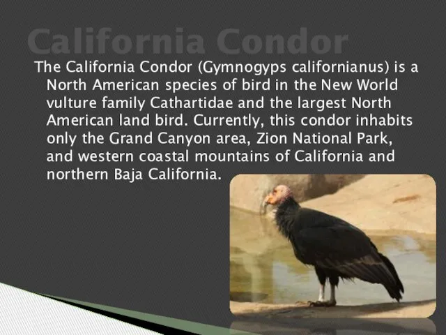 The California Condor (Gymnogyps californianus) is a North American species of bird