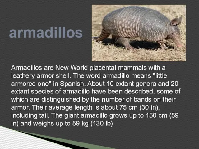 armadillos Armadillos are New World placental mammals with a leathery armor shell.