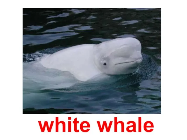 white whale