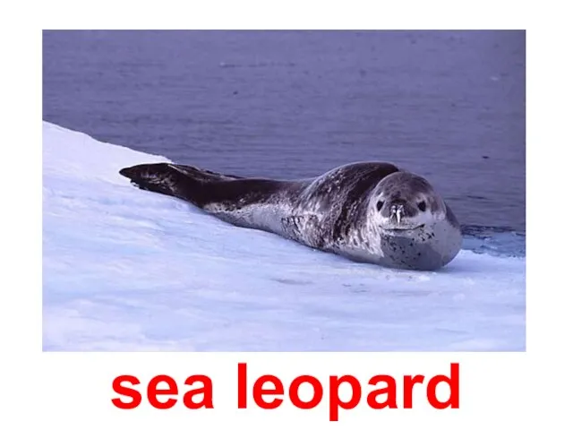 sea leopard
