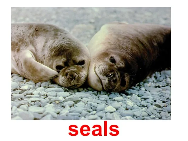 seals