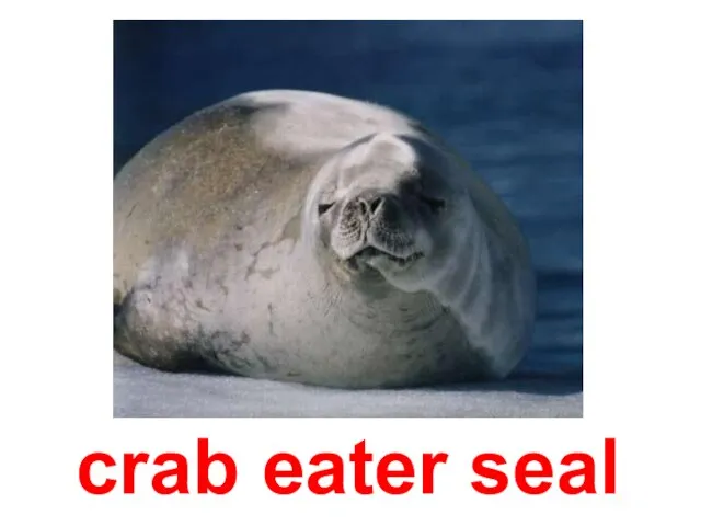 crab eater seal