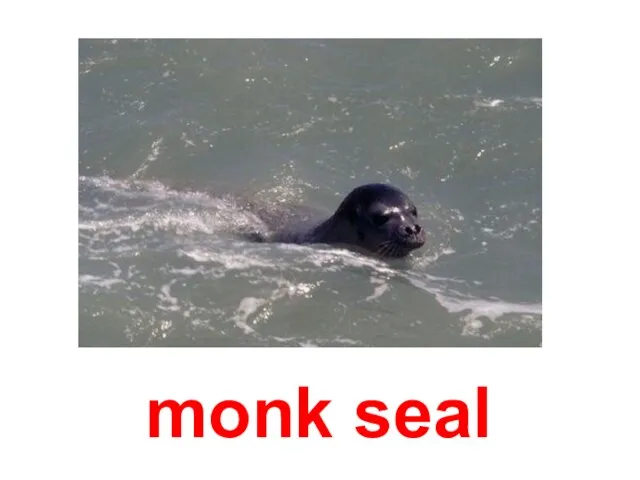 monk seal