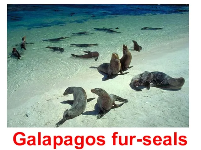 Galapagos fur-seals