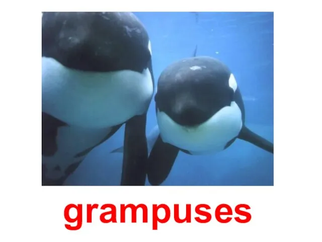 grampuses