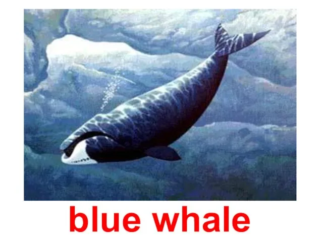 blue whale