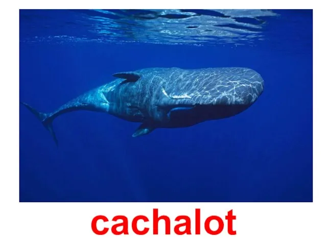 cachalot