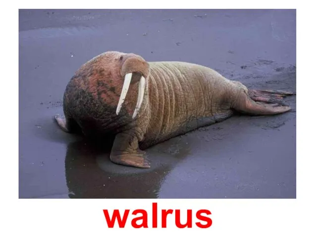 walrus