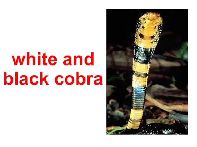 white and black cobra