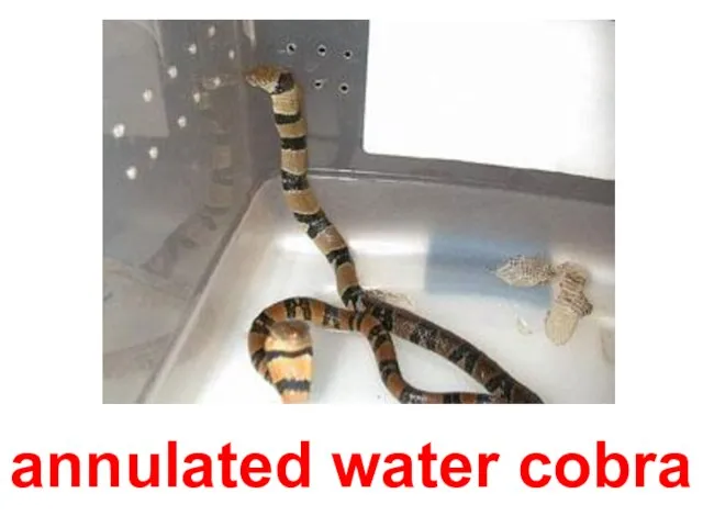 annulated water cobra