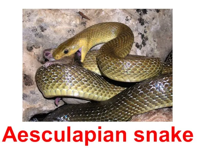 Aesculapian snake