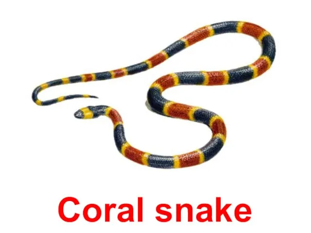 Coral snake