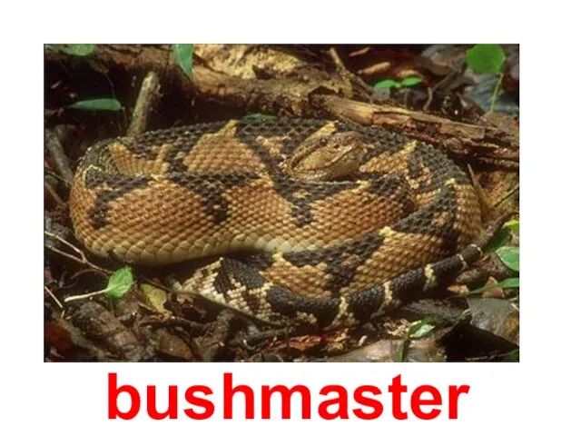 bushmaster