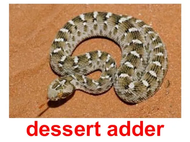dessert adder