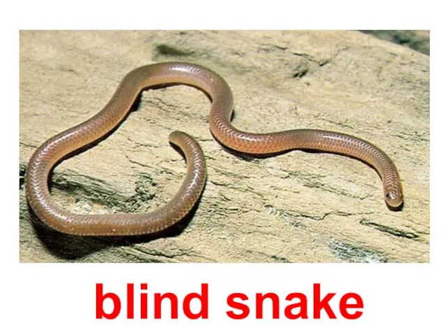 blind snake