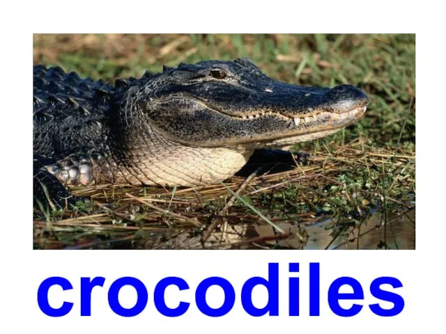 crocodiles