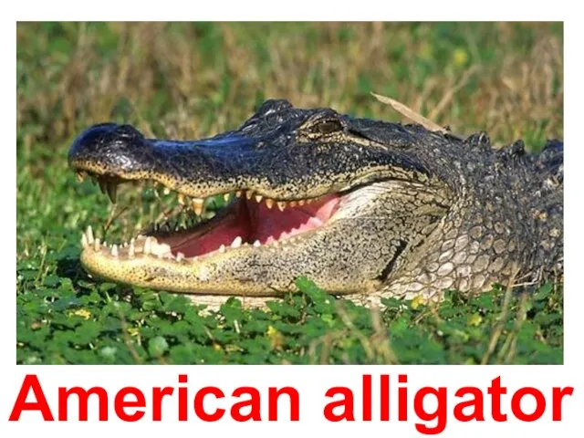 American alligator