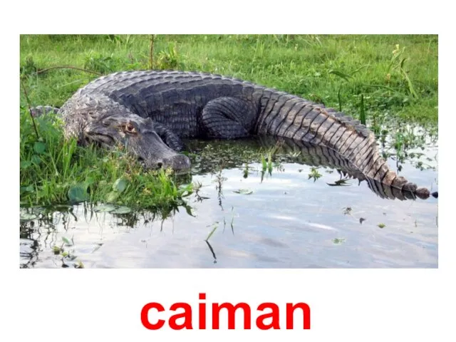 caiman