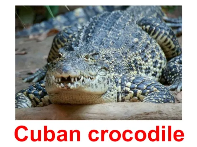 Cuban crocodile