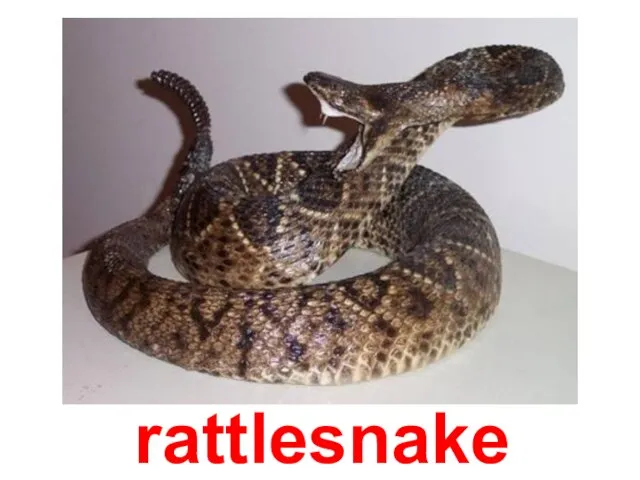 rattlesnake