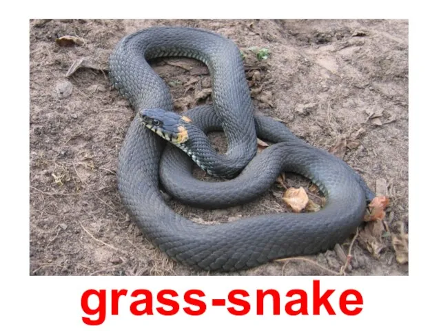 grass-snake