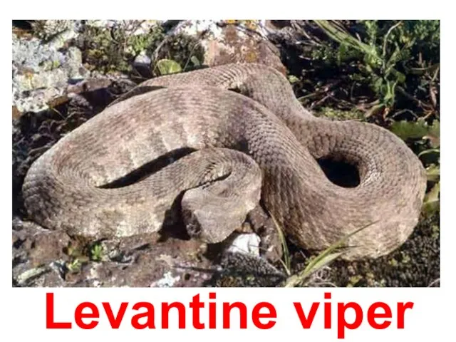Levantine viper