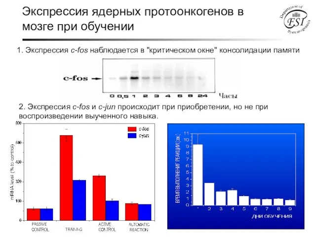 Экспрессия ядерных протоонкогенов в мозге при обучении 1. Экспрессия c-fos наблюдается в